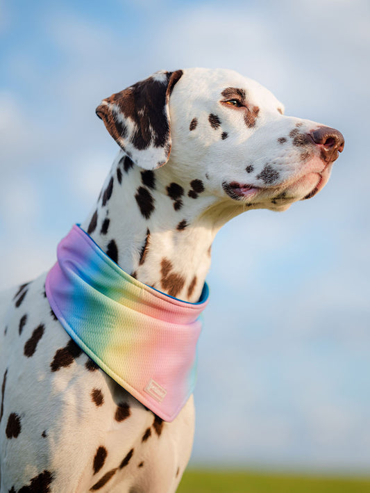 Dwustronna bandana chłodząca dla psa BECOOL