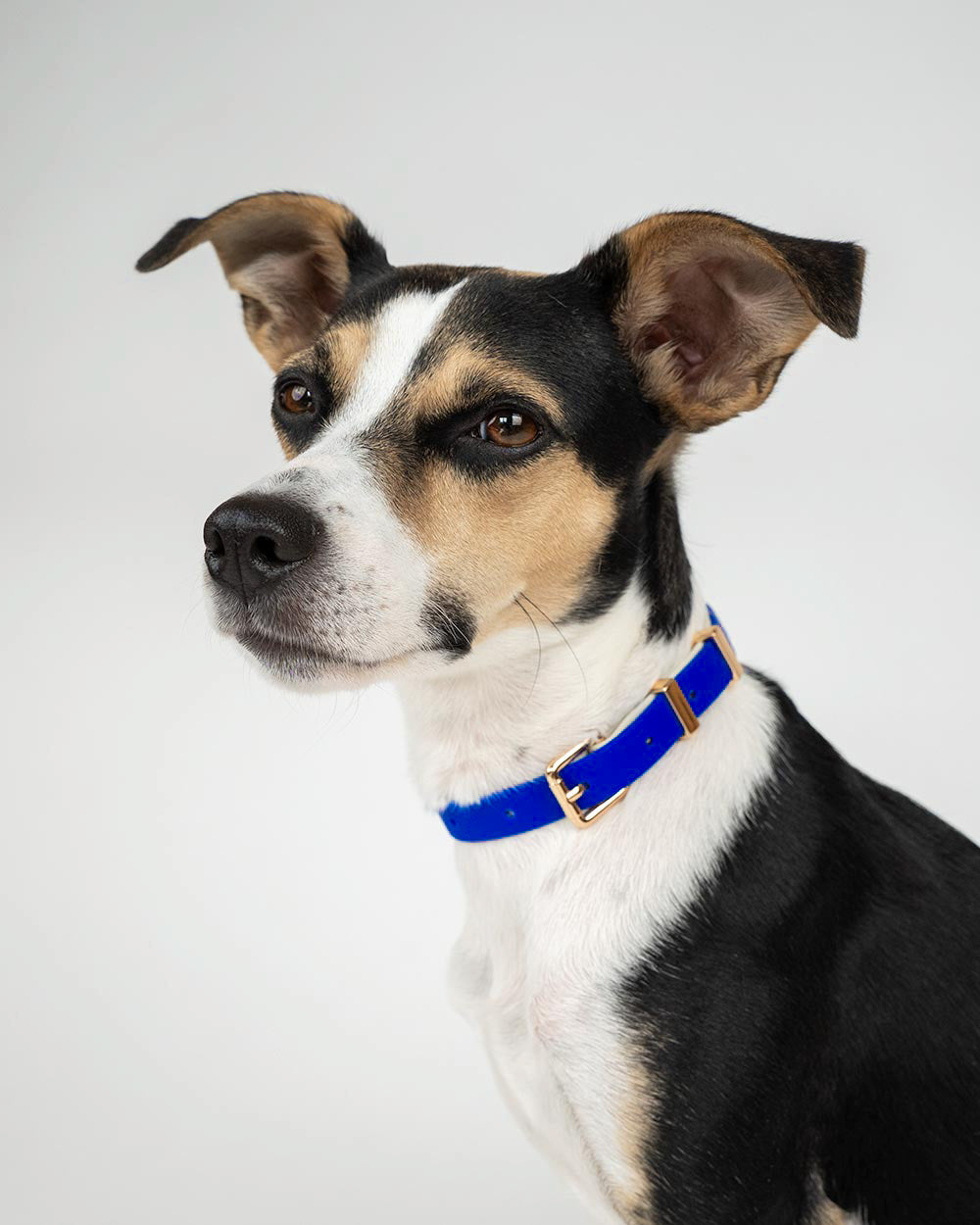 Minimalistyczna obroża dla psa FARO