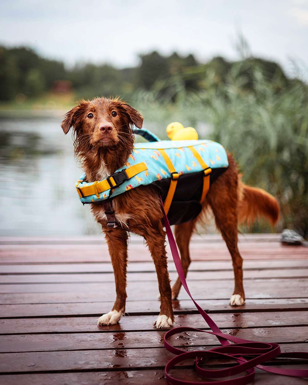 Uroczy kapok dla psa z gumową kaczuszką DOGGY DUCK