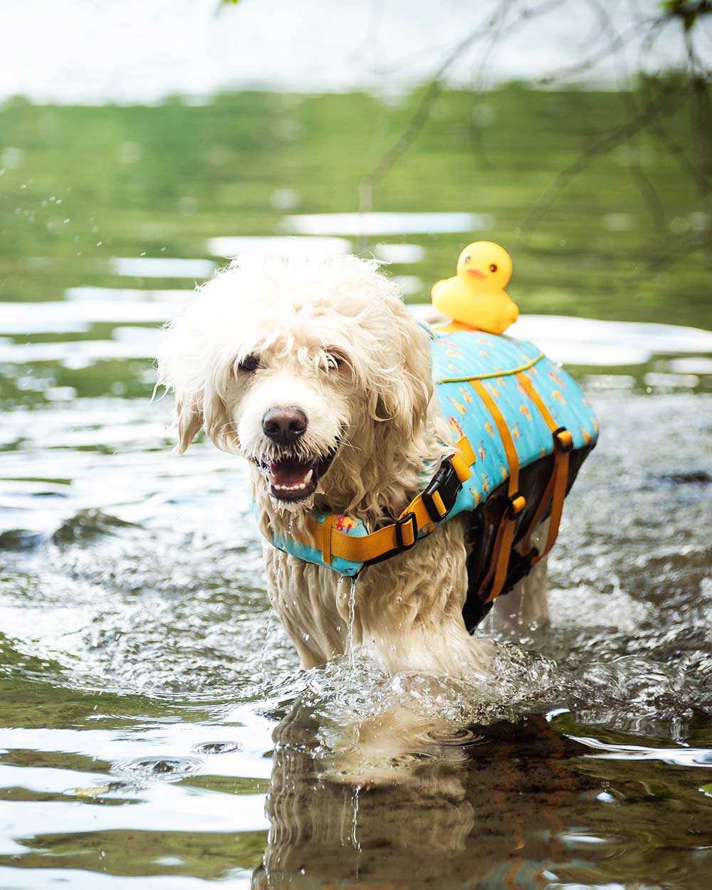 Uroczy kapok dla psa z gumową kaczuszką DOGGY DUCK