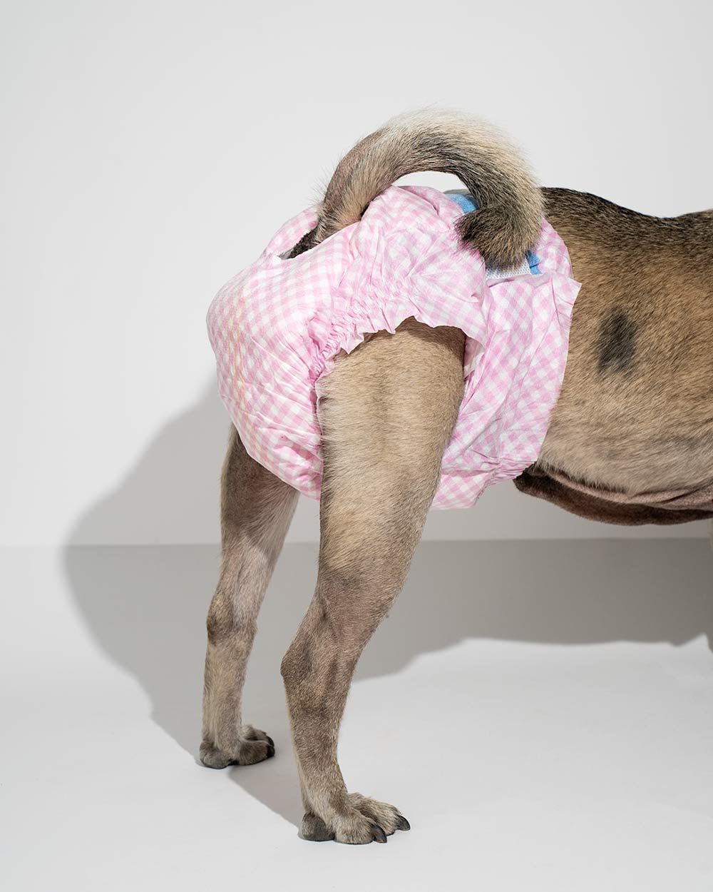 Chłonne pieluchy dla suczki PUPPERS CLASSIC