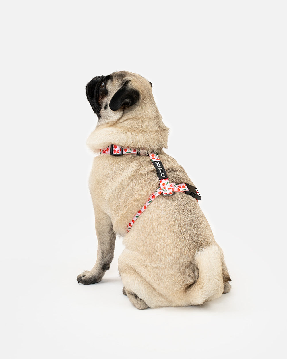 Szelki guard dla psa w wisienki CHERRY PUP